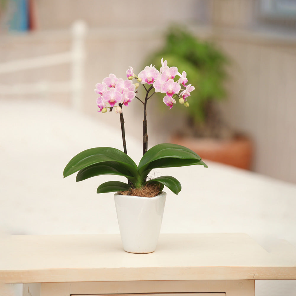 ギフトカード】テーブル胡蝶蘭(3号鉢2本立ち 淡ピンク) ギフトカード