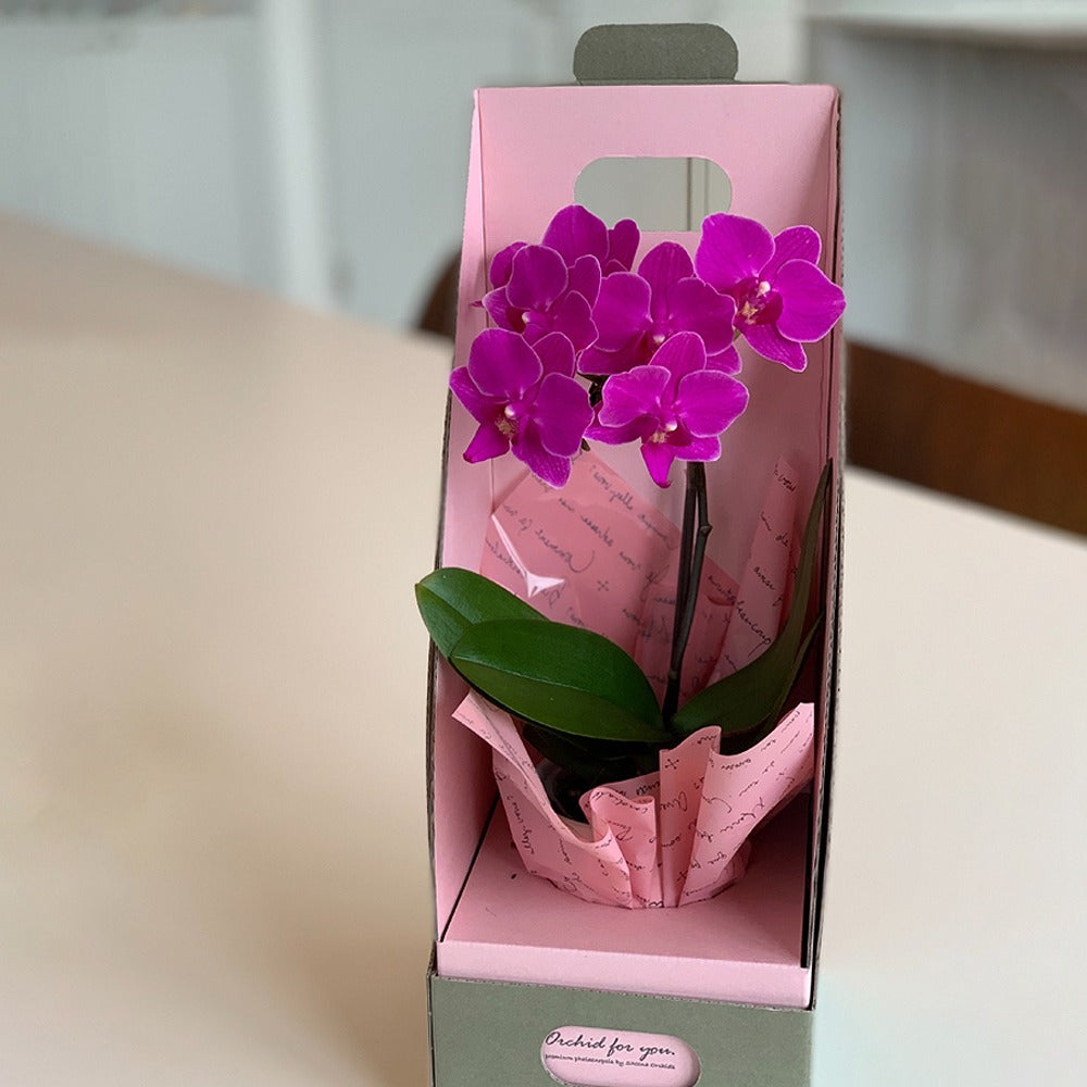 青銅 ラン鉢 3鉢セット(バラ売り可) 山野草鉢/蘭鉢の販売通販（伝市鉢 型ラン鉢 3号） 株式会社 原田
