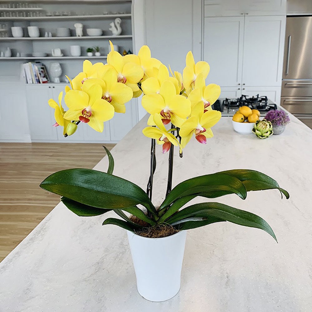 ミディ胡蝶蘭(4号鉢ラージサイズ2本立ち イエロー系) ギフトカード