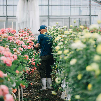 ホシファーム フリルブーケ(ルージュ8本)&ホシフルーツ 贅沢ブラウニー　eギフト