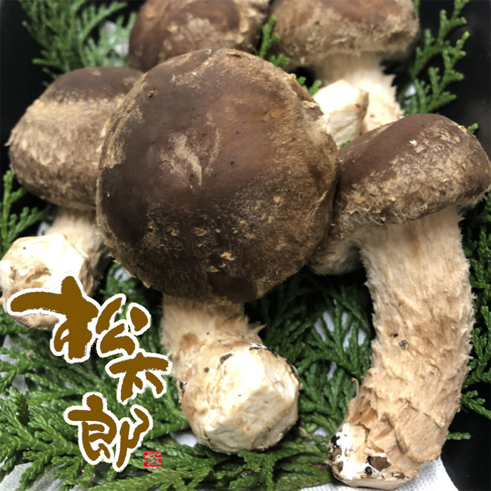 伊勢の国　松茸×椎茸菌 芳醇きのこ　松太郎 150g　eギフト