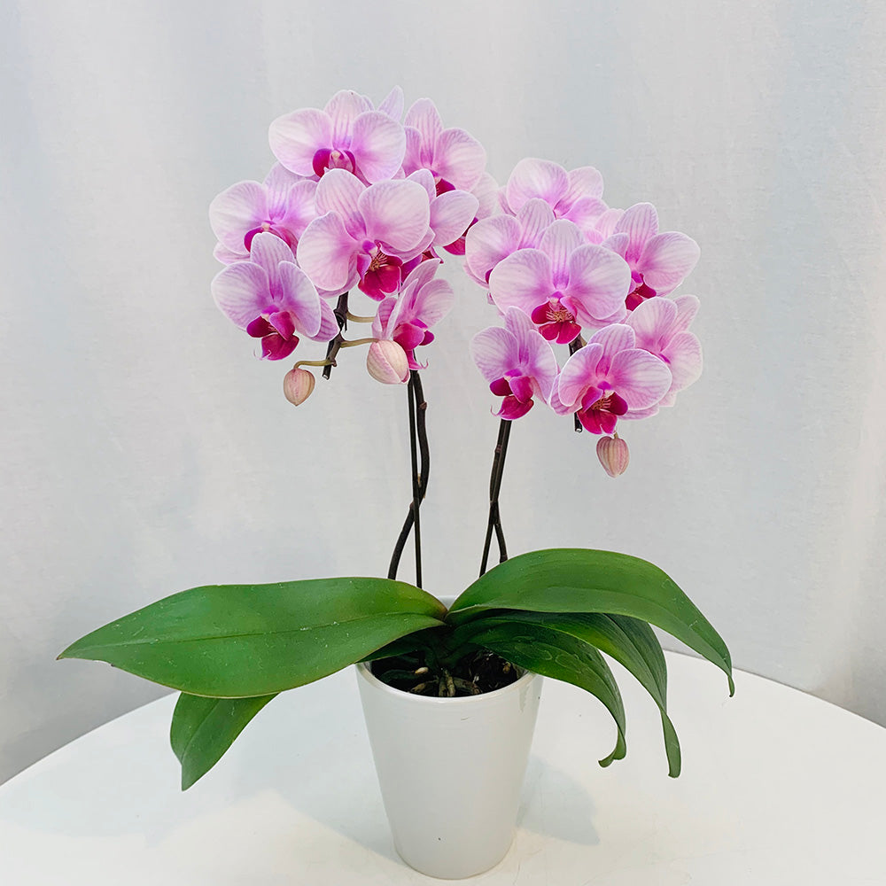 ギフトカード】テーブル胡蝶蘭(3号鉢2本立ち 淡ピンク) ギフトカード