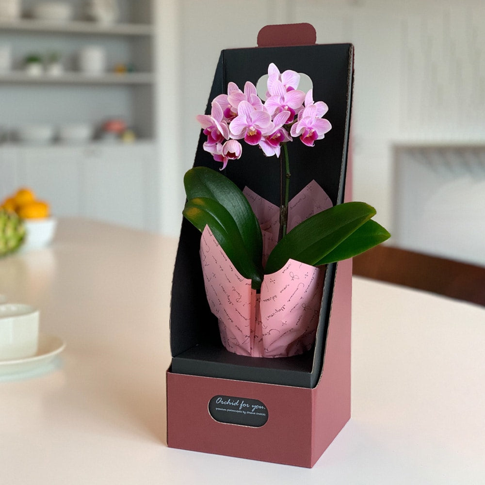 マイクロ胡蝶蘭 2WAYBOX入り(2.5号鉢1本立ち 淡ピンク)　eギフト
