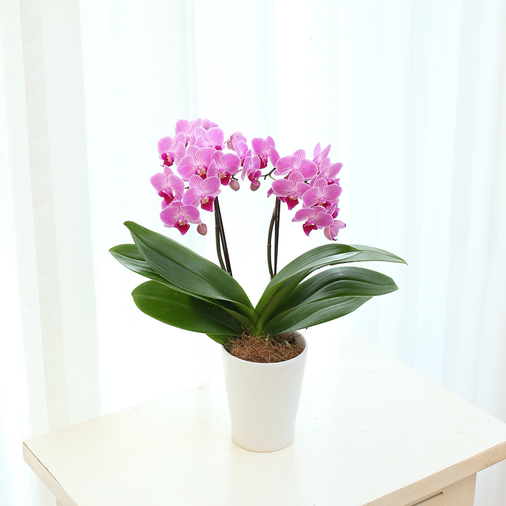 ミディ胡蝶蘭(4号鉢ラージサイズ2本立ち 濃ピンク) ギフトカード