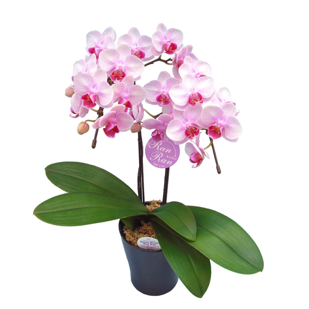フラワー – AOYAMA GIFT SALON