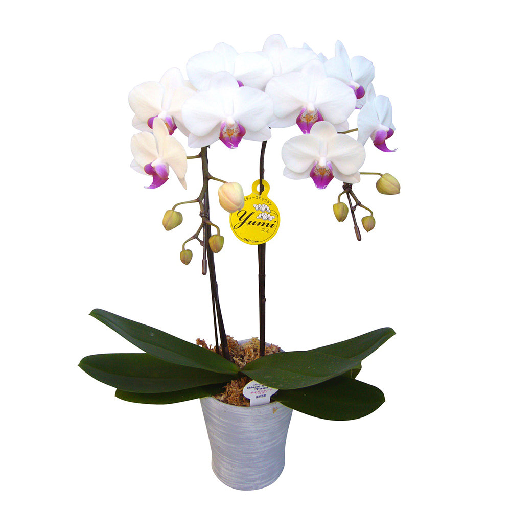 ミディ胡蝶蘭(4号鉢ラージサイズ2本立ち ホワイト系)　eギフト