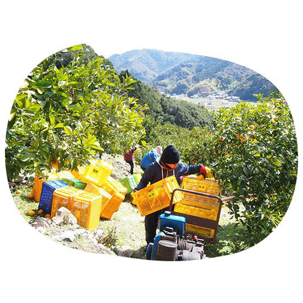 和歌山 伊藤農園 5種の柑橘ジュース ギフトカード – AOYAMA GIFT