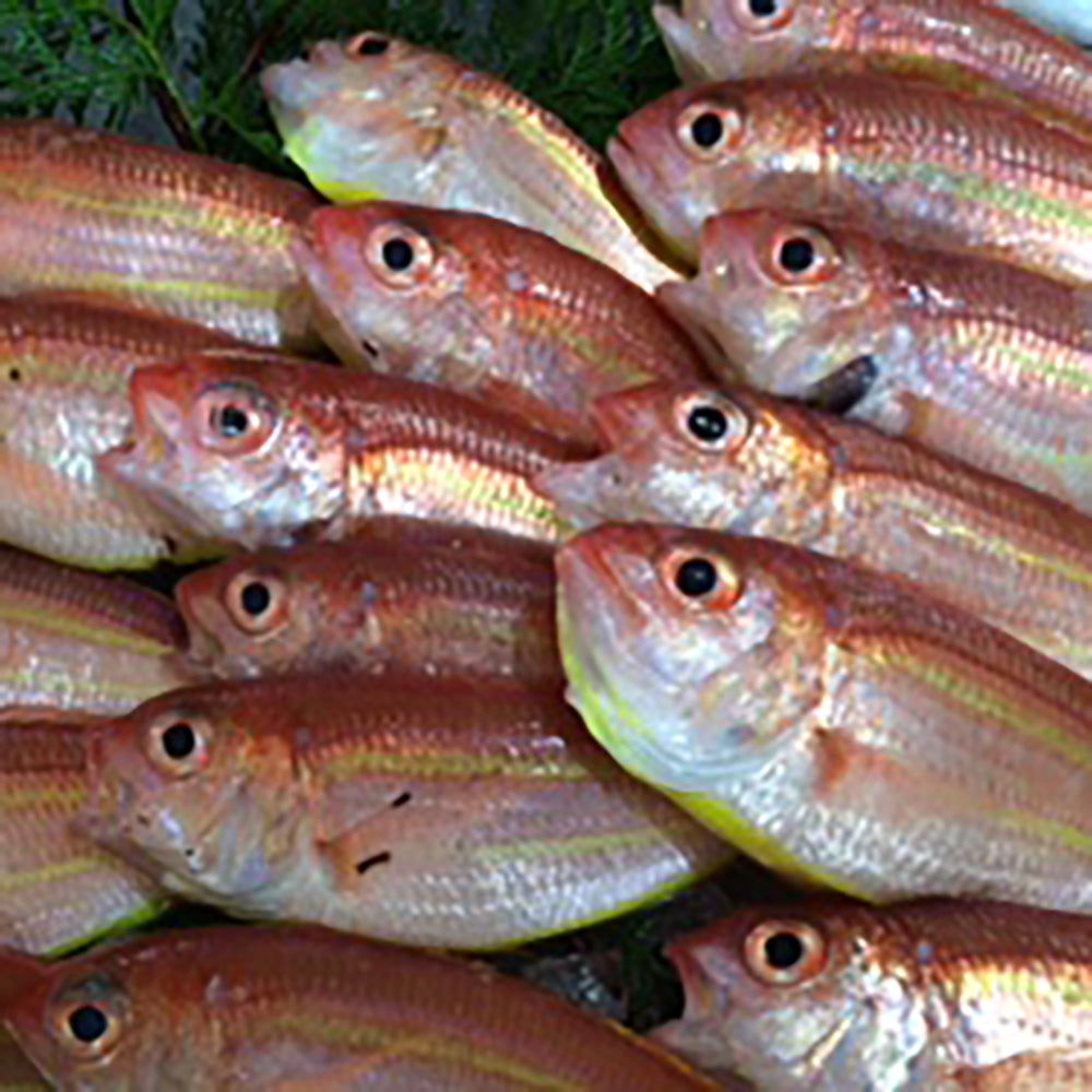 出水田鮮魚 干物セットA　eギフト
