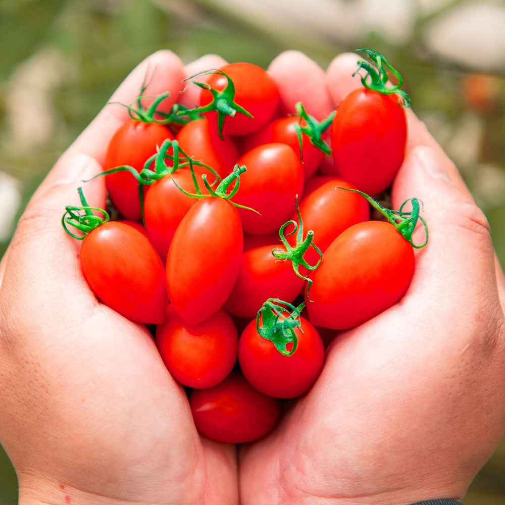 PRINCESSトマトジュース・PRINCESSトマト詰め合わせ – AOYAMA GIFT SALON