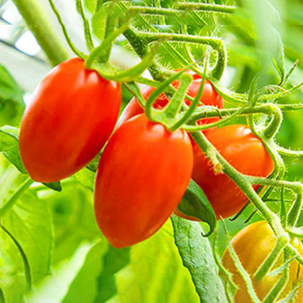 PRINCESSトマトジュース・PRINCESSトマト詰め合わせ – AOYAMA GIFT SALON