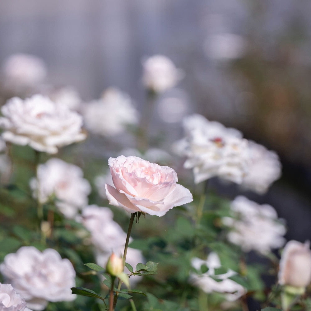 食べられるバラ農園 ROSE LABO 24ROSEローズロールオンパフューム　eギフト