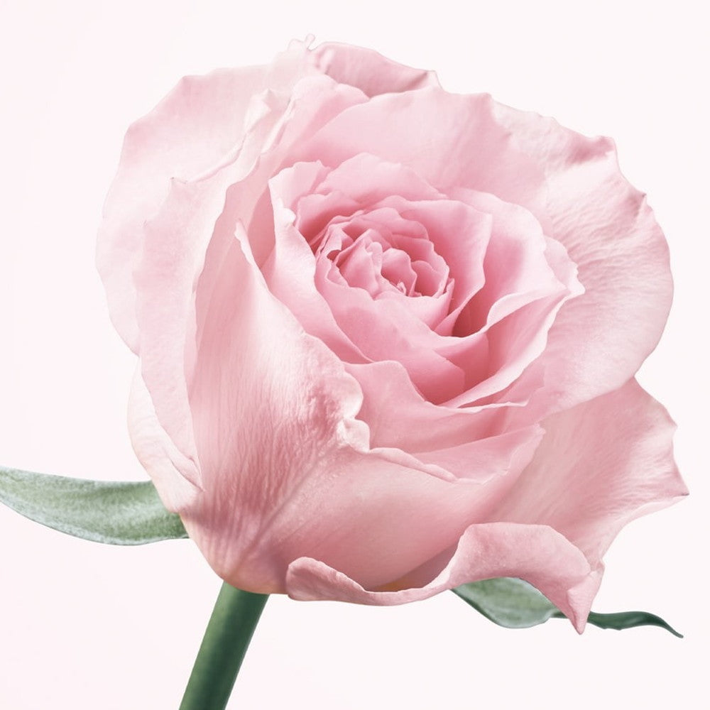 食べられるバラ農園 ROSE LABO 24ROSE ローズヘアオイル　eギフト