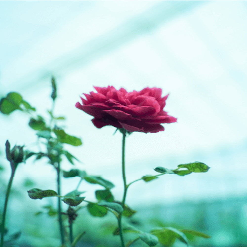 食べられるバラ農園 ROSE LABO 24ROSE ローズトリートメント　eギフト