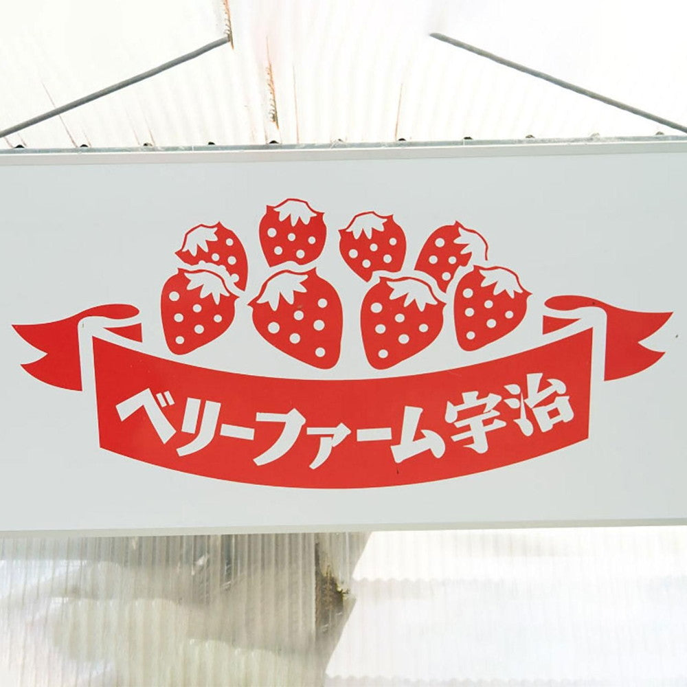 京都チーズケーキ専門店 ソラアオ　京都宇治いちごチーズケーキ　封筒入り