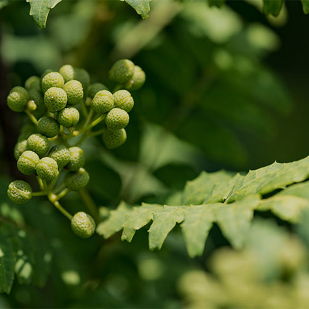 山梨発クラフトビール 馨和KAGUA(カグア)Blanc 6本　eギフト
