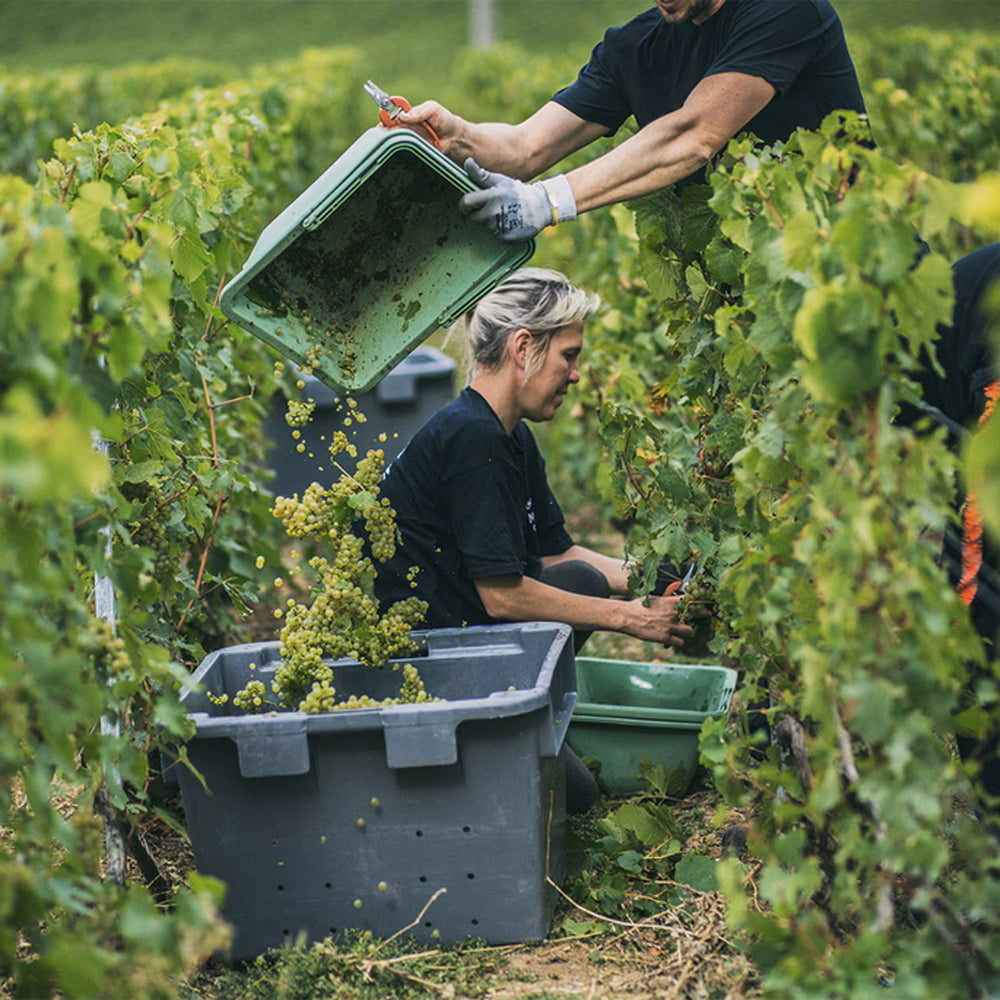 モエ・エ・シャンドン ロゼ・アンペリアル  200ml