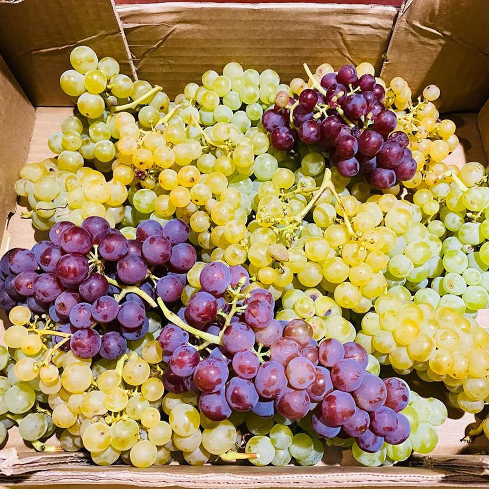 ドップ エ イリオン ミュスカ フランス(白ワイン) ギフトカード