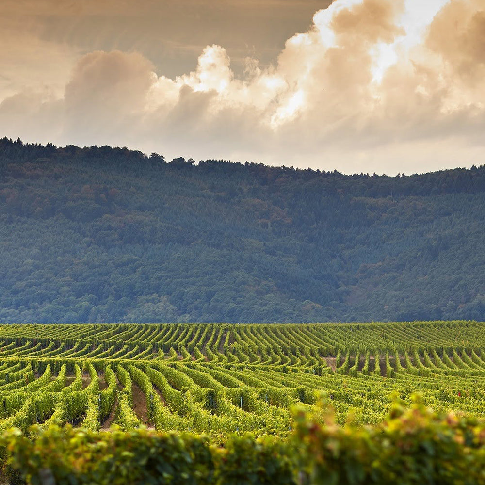 ギフトカード】ドップ エ イリオン フランス(白・スパークリングワイン