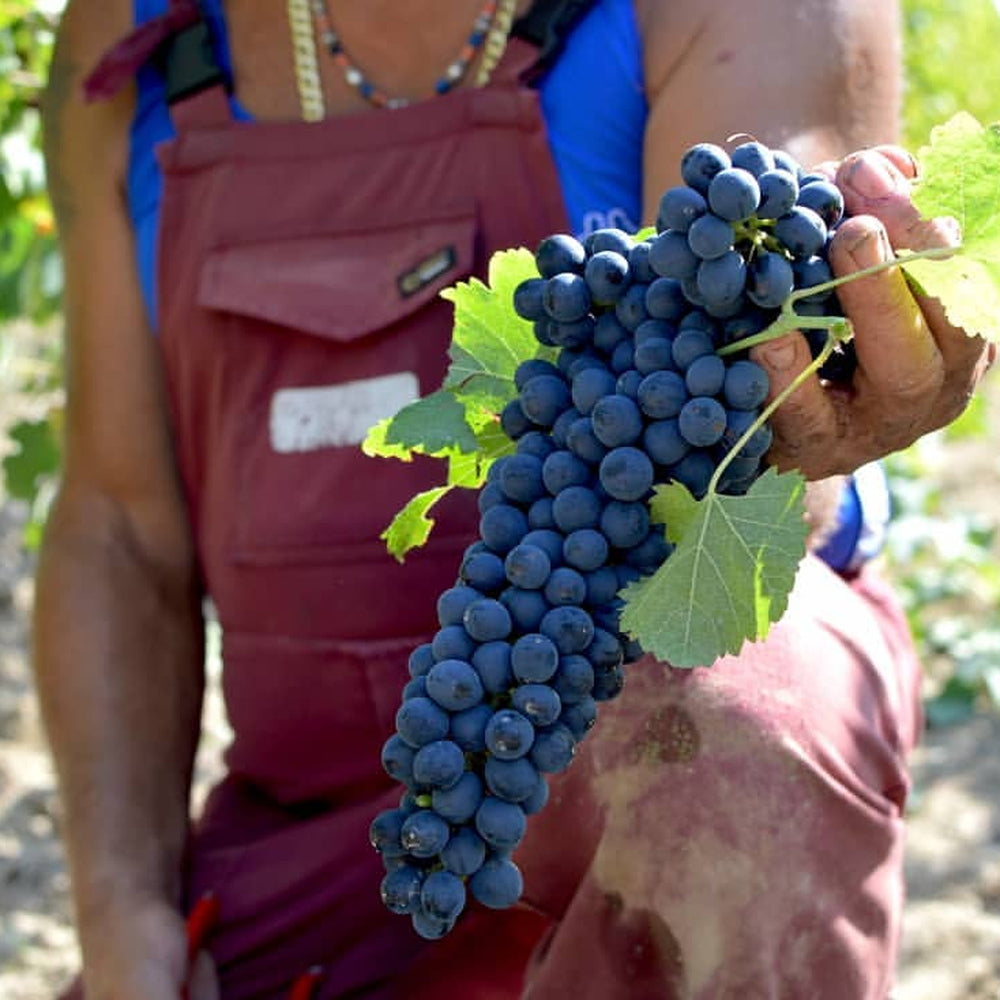 ギフトカード】ファッブリカ ピエンツァ IGT トスカーナ ロッソ